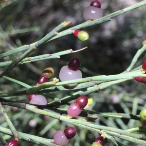 Exocarpos strictus at Paddys River, ACT - 6 Jan 2019 12:13 PM