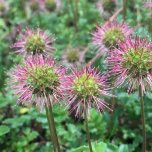 Acaena novae-zelandiae at Paddys River, ACT - 6 Jan 2019