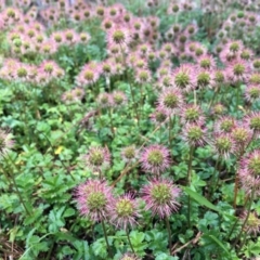 Acaena novae-zelandiae at Paddys River, ACT - 6 Jan 2019