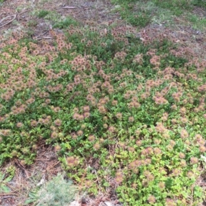 Acaena novae-zelandiae at Paddys River, ACT - 6 Jan 2019 01:14 PM