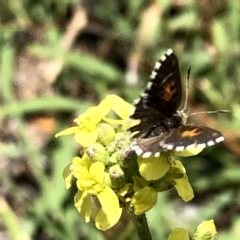 Lucia limbaria (Chequered Copper) at Wandiyali-Environa Conservation Area - 6 Jan 2019 by Wandiyali