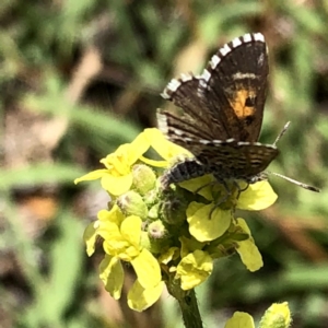 Lucia limbaria at Jerrabomberra, NSW - 6 Jan 2019