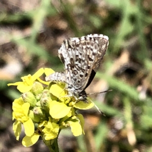 Lucia limbaria at Jerrabomberra, NSW - 6 Jan 2019