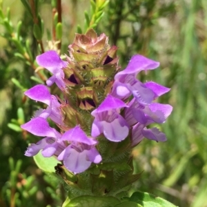 Prunella vulgaris at Paddys River, ACT - 6 Jan 2019