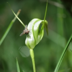 Pterostylis falcata (Sickle Greenhood) at Paddys River, ACT - 6 Jan 2019 by MattM