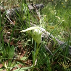 Pterostylis falcata at Paddys River, ACT - 6 Jan 2019