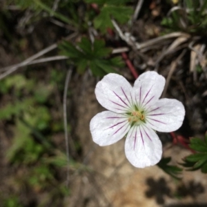 Geranium neglectum at Paddys River, ACT - 6 Jan 2019