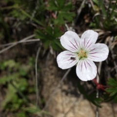 Geranium neglectum at Paddys River, ACT - 6 Jan 2019