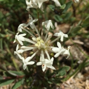 Pimelea treyvaudii at Paddys River, ACT - 6 Jan 2019