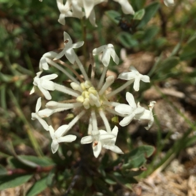 Pimelea treyvaudii (Grey Riceflower) at Paddys River, ACT - 6 Jan 2019 by RWPurdie