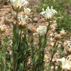 Pimelea treyvaudii at Paddys River, ACT - 6 Jan 2019