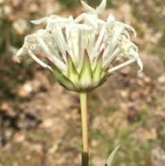 Pimelea treyvaudii at Paddys River, ACT - 6 Jan 2019