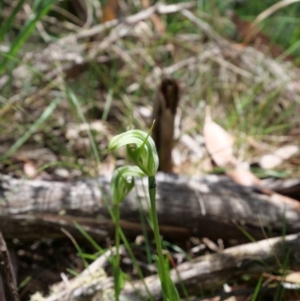 Pterostylis monticola at Paddys River, ACT - suppressed