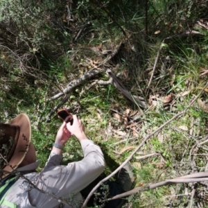 Pterostylis monticola at Paddys River, ACT - suppressed