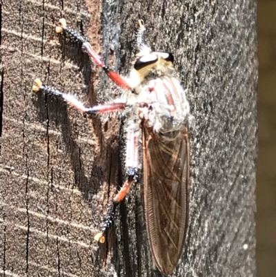 Neoaratus hercules (Herculean Robber Fly) at Fraser, ACT - 6 Jan 2019 by Mike