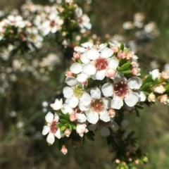 Baeckea utilis (Mountain Baeckea) at Paddys River, ACT - 6 Jan 2019 by RWPurdie