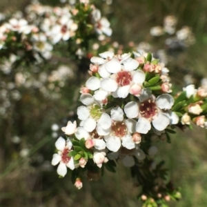 Baeckea utilis at Paddys River, ACT - 6 Jan 2019 01:45 PM