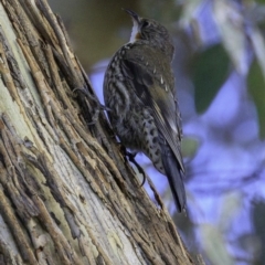 Cormobates leucophaea (White-throated Treecreeper) at Majura, ACT - 31 Dec 2018 by JonSteinbeck