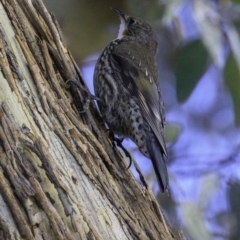 Cormobates leucophaea (White-throated Treecreeper) at Majura, ACT - 31 Dec 2018 by BIrdsinCanberra