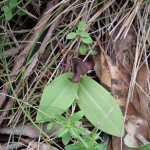 Chiloglottis valida at Paddys River, ACT - 6 Jan 2019