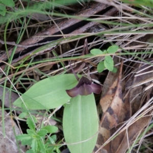 Chiloglottis valida at Paddys River, ACT - 6 Jan 2019