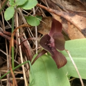 Chiloglottis valida at Paddys River, ACT - 6 Jan 2019