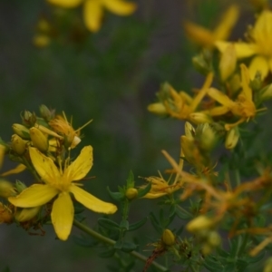 Hypericum perforatum at Rendezvous Creek, ACT - 16 Dec 2018