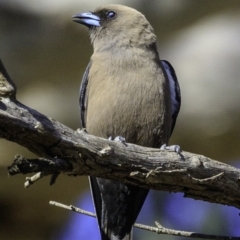 Artamus cyanopterus (Dusky Woodswallow) at Majura, ACT - 30 Dec 2018 by BIrdsinCanberra