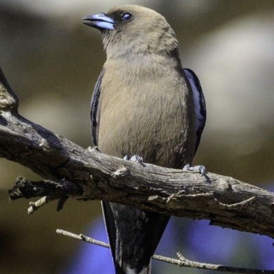 Artamus cyanopterus (Dusky Woodswallow) at Majura, ACT - 30 Dec 2018 by BIrdsinCanberra