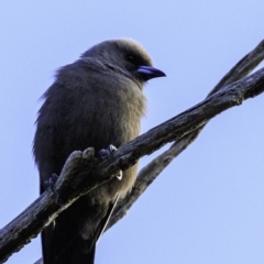 Artamus cyanopterus at Majura, ACT - 31 Dec 2018