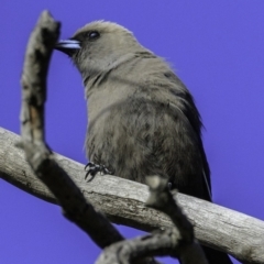 Artamus cyanopterus at Majura, ACT - 31 Dec 2018