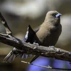 Artamus cyanopterus at Majura, ACT - 31 Dec 2018