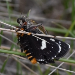 Phalaenoides tristifica (Willow-herb Day-moth) at Rendezvous Creek, ACT - 16 Dec 2018 by jmcleod