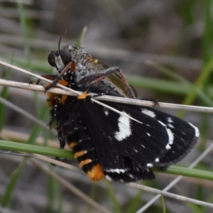 Phalaenoides tristifica at Rendezvous Creek, ACT - 16 Dec 2018 03:00 PM