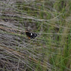 Phalaenoides tristifica at Rendezvous Creek, ACT - 16 Dec 2018 03:00 PM