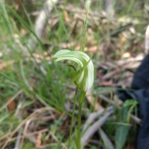 Pterostylis monticola at Paddys River, ACT - suppressed