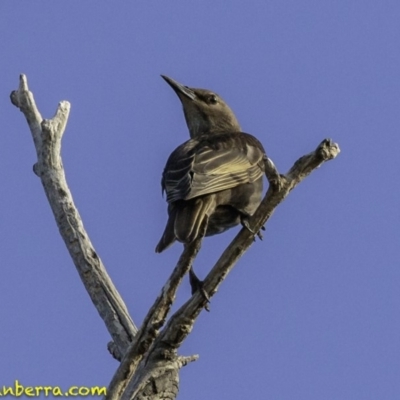 Sturnus vulgaris (Common Starling) at Majura, ACT - 31 Dec 2018 by JonSteinbeck
