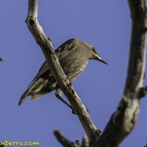 Sturnus vulgaris at Majura, ACT - 31 Dec 2018 07:45 AM