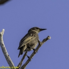 Sturnus vulgaris at Majura, ACT - 31 Dec 2018