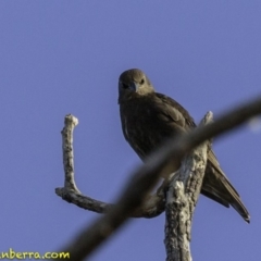 Sturnus vulgaris at Majura, ACT - 31 Dec 2018