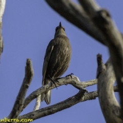 Sturnus vulgaris at Majura, ACT - 31 Dec 2018