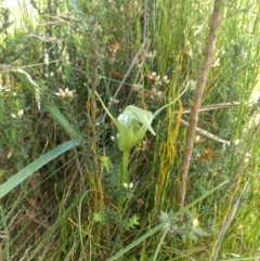 Pterostylis falcata (Sickle Greenhood) at Paddys River, ACT - 6 Jan 2019 by MattM