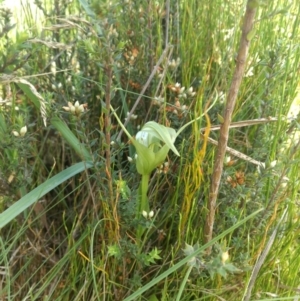 Pterostylis falcata at Paddys River, ACT - suppressed