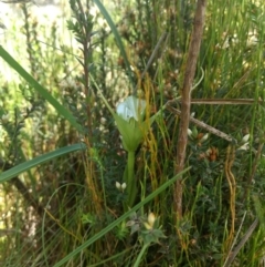 Pterostylis falcata at Paddys River, ACT - 6 Jan 2019