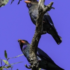 Eurystomus orientalis (Dollarbird) at Majura, ACT - 31 Dec 2018 by JonSteinbeck