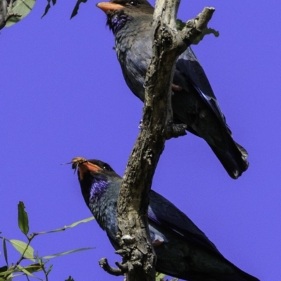Eurystomus orientalis (Dollarbird) at Majura, ACT - 31 Dec 2018 by JonSteinbeck
