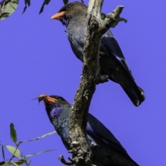 Eurystomus orientalis at Majura, ACT - 31 Dec 2018