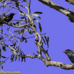 Eurystomus orientalis at Majura, ACT - 31 Dec 2018