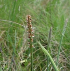 Prasophyllum canaliculatum (Summer Leek Orchid) at Paddys River, ACT - 5 Jan 2019 by MattM