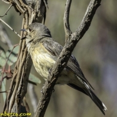 Pachycephala rufiventris (Rufous Whistler) at Majura, ACT - 31 Dec 2018 by JonSteinbeck